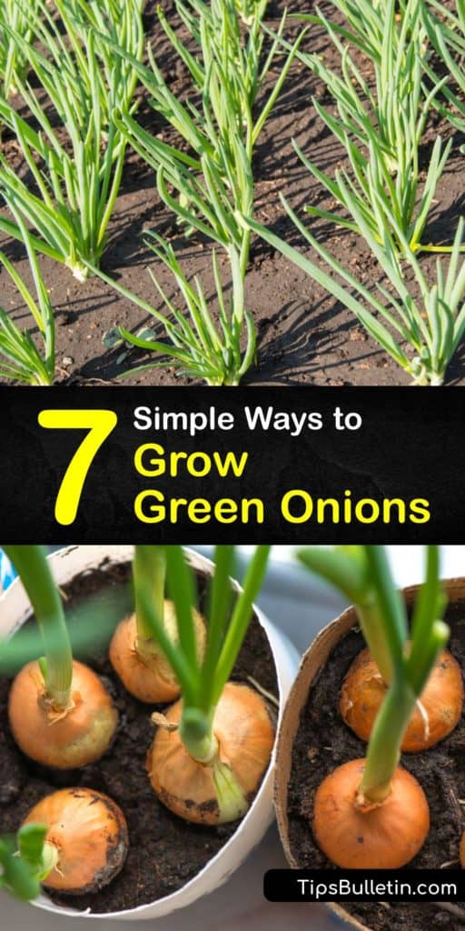 Learn how to start growing spring onions in full sun in your home garden, and soon you'll never need to buy onions from the grocery store again. Our guide includes tips on growing green onions from scraps and how to harvest your vegetables. #green #onions #growing