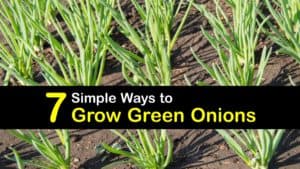 How to Grow Green Onions titleimg1