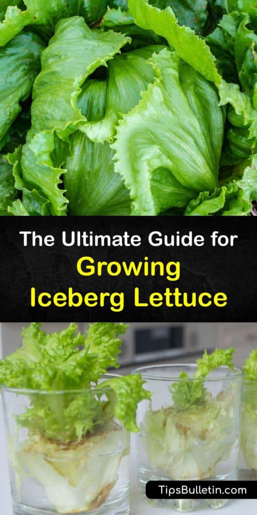 If you've ever been curious about growing iceberg lettuce, follow our guide and learn about growing crisphead lettuce. Our guide covers everything from sowing lettuce seeds to harvesting your head lettuce. #lettuce #growing #howto #iceberg