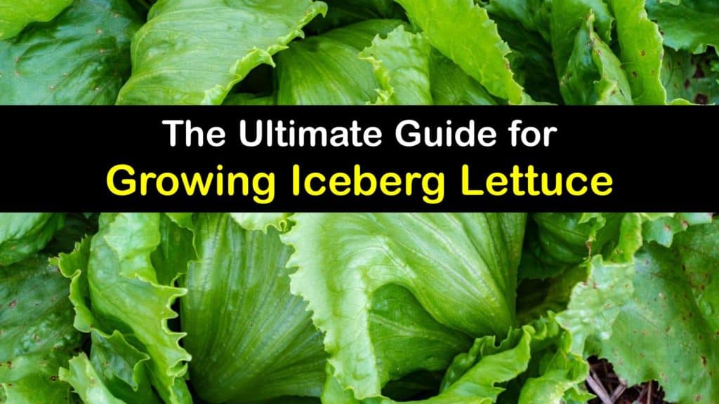 How to Grow Iceberg Lettuce titleimg1
