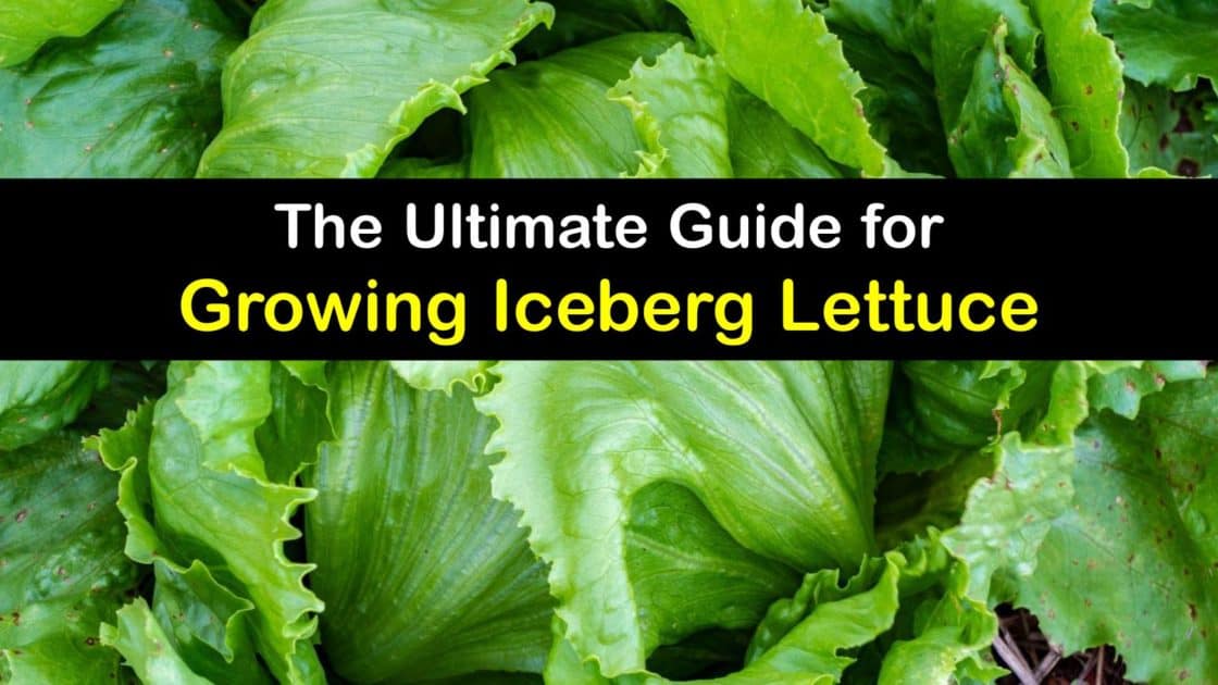 Planting Iceberg Lettuce Growing Guide for Iceberg Lettuce