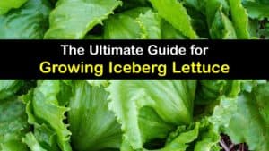 How to Grow Iceberg Lettuce titleimg1