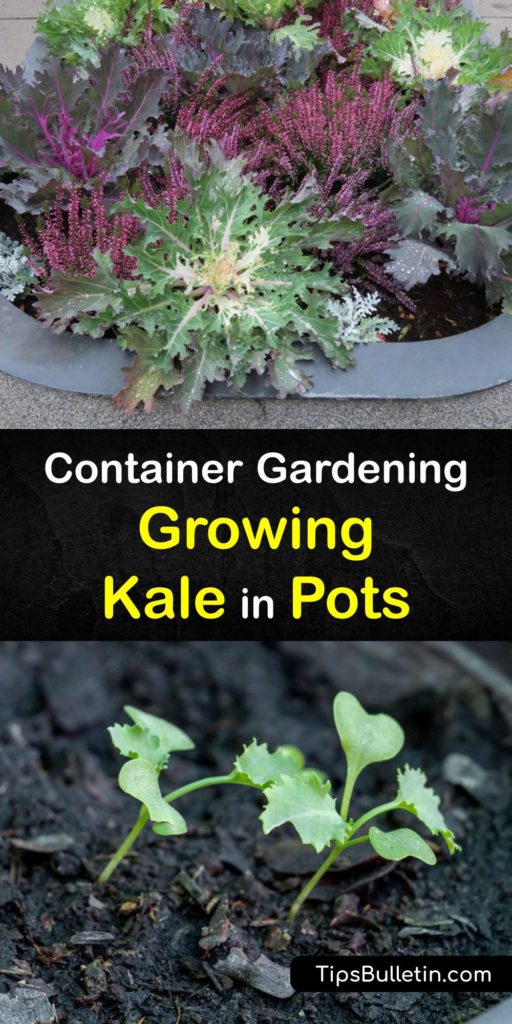 Learn how to plant kale seeds in pots and harvest kale leaves at the end of the growing season. Kale (Brassica oleracea) is a cool weather plant that grows best in early spring or late summer, and it’s one of the easiest veggies to grow at home. #howto #growing #kale #container