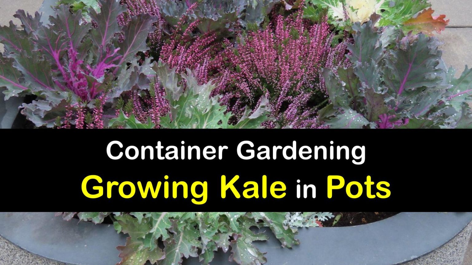 Container Kale Growing Quick Tricks for Caring for Kale in Pots