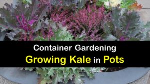 How to Grow Kale in a Pot titleimg1