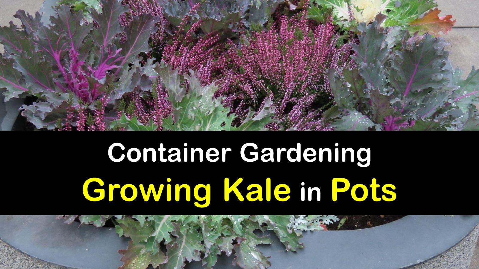 Container Kale Growing Quick Tricks for Caring for Kale in Pots