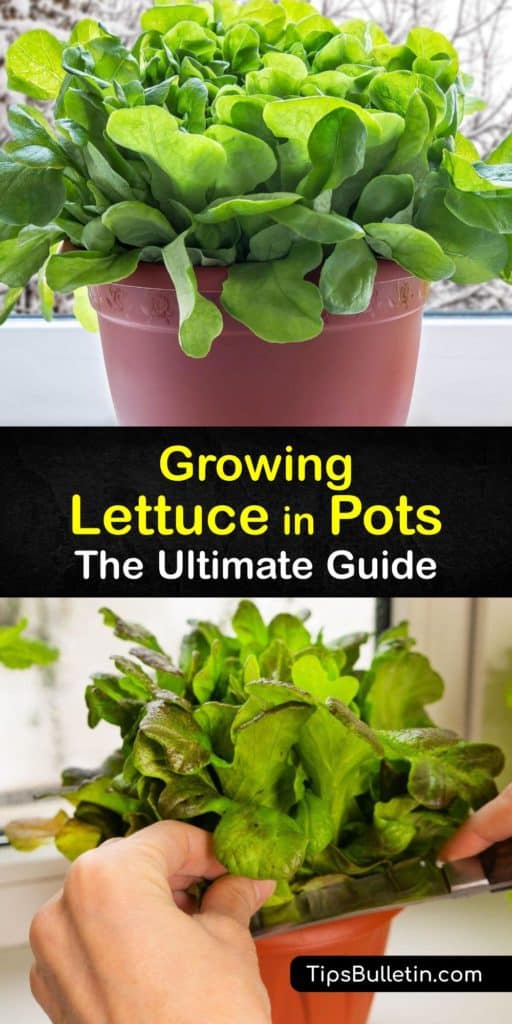 Discover how to grow lettuce plants in pots, from head lettuce to looseleaf lettuce. All lettuce varieties are cool-season crops, and planting lettuce seeds in shallow containers with drainage holes during the early spring ensures that your plants flourish. #howto #growing #lettuce #pots