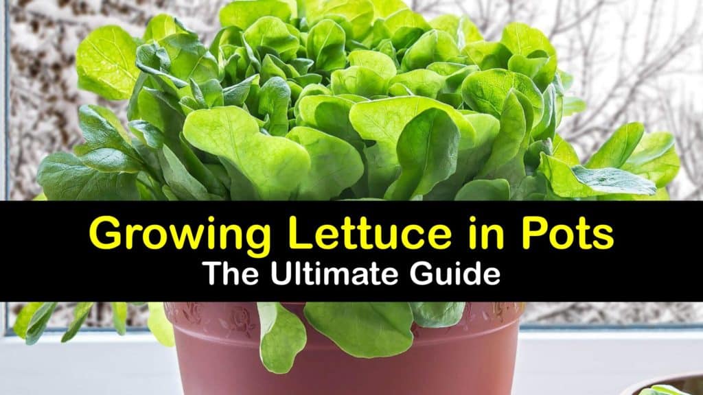 How to Grow Lettuce in a Pot titleimg1