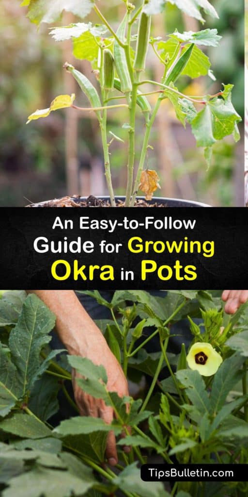 Use this guide full of tips on how to grow okra in your garden this growing season. Discover information on Abelmoschus esculentus plants. Learn about the dwarf varieties that germinate well in a container garden and produce the best pods for homemade gumbo. #growing #okra #containers