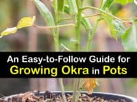 How to Grow Okra in Containers titleimg1