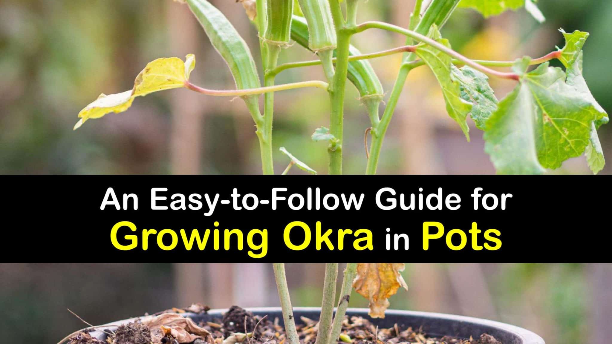 Growing Okra in Pots Handson Tips for Planting Okra in a Container