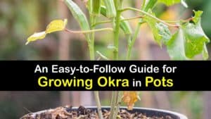 How to Grow Okra in Containers titleimg1