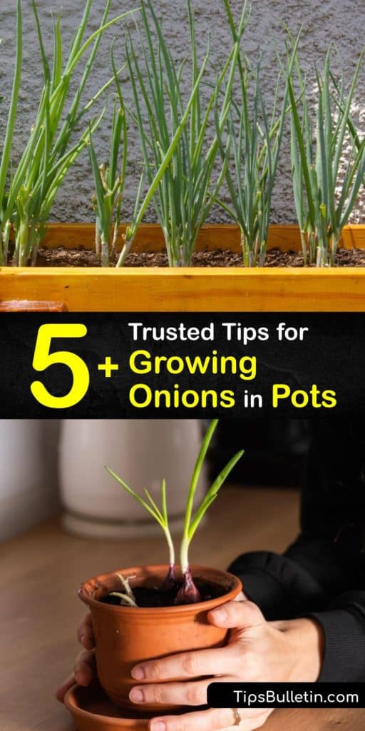 Run to your local garden center and grab your onion seeds and onion bulbs of red onions before using this guide to teach you to plant onions with success. Follow these tips on planting after the last frost of early spring, potting soil, and bulb formation is one detailed place. #grow #onions #pots