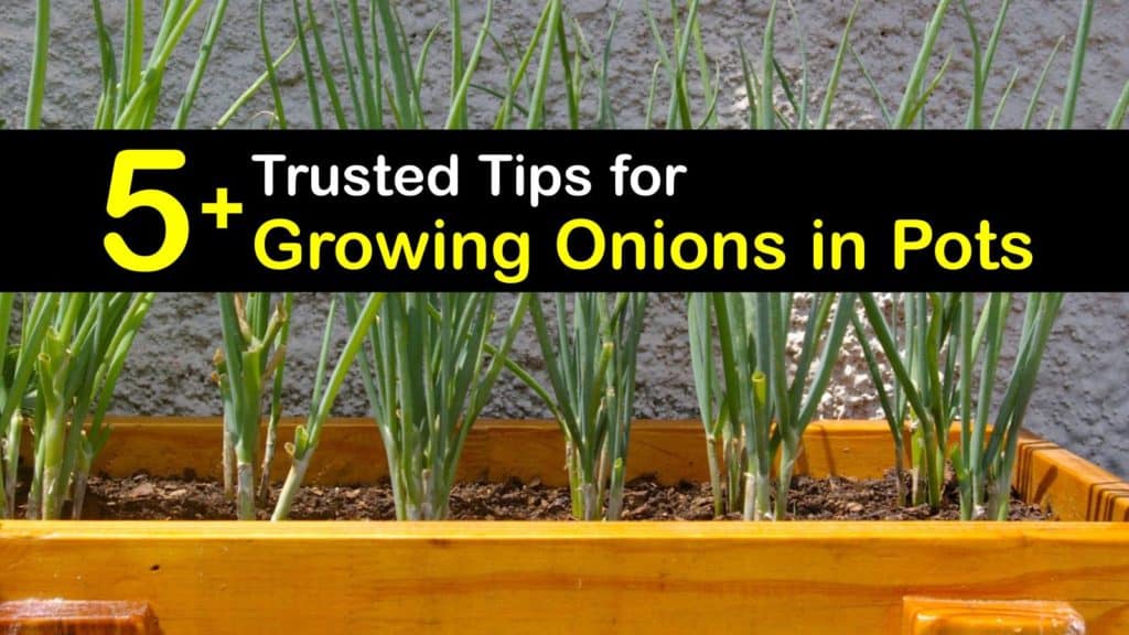 How to Grow Onions in Pots
