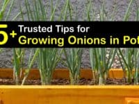How to Grow Onions in Pots titleimg1