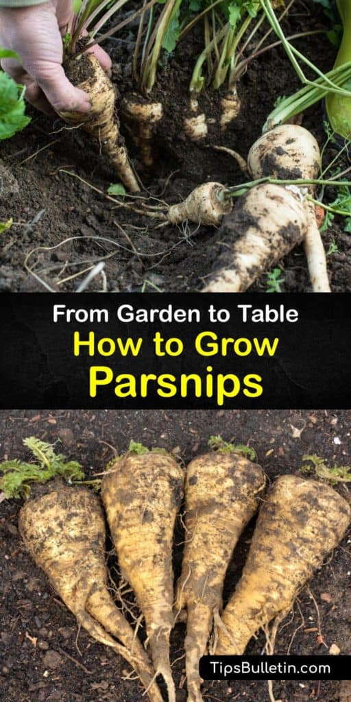 Learn how to grow, harvest, store and prepare parsnips (Pastinaca sativa) at home. These biennial root vegetables have a long growing season, and sowing seeds in the early spring when the soil temperature is above 50°F is the best way to produce a healthy crop. #howto #growing #parsnips