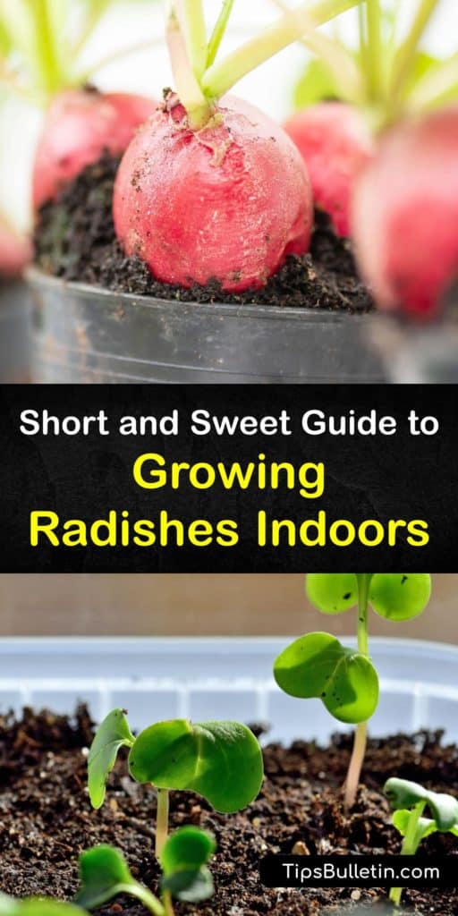 Forget Daikon radishes and instead start growing other radish varieties, such as the Cherry Belle, that save on spacing indoors. These Raphanus sativus plants are perfect for planting radishes indoors in the late summer and harvesting the microgreens all winter long. #grow #radishes #indoors