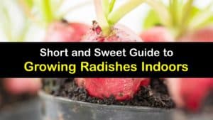 How to Grow Radishes Indoors titleimg1