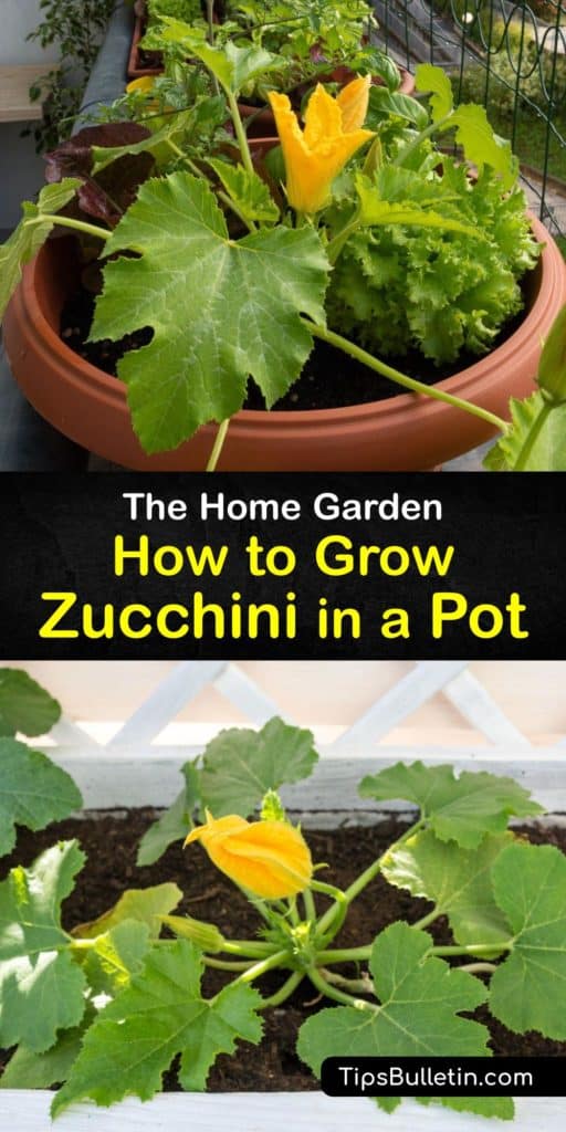 Discover how to grow zucchini in small spaces by container gardening. It’s easy to grow this summer squash by sowing zucchini seeds in a pot with drainage holes two weeks after the last frost and spreading mulch around the base of the plant after it germinates. #growing zucchini #pots #container