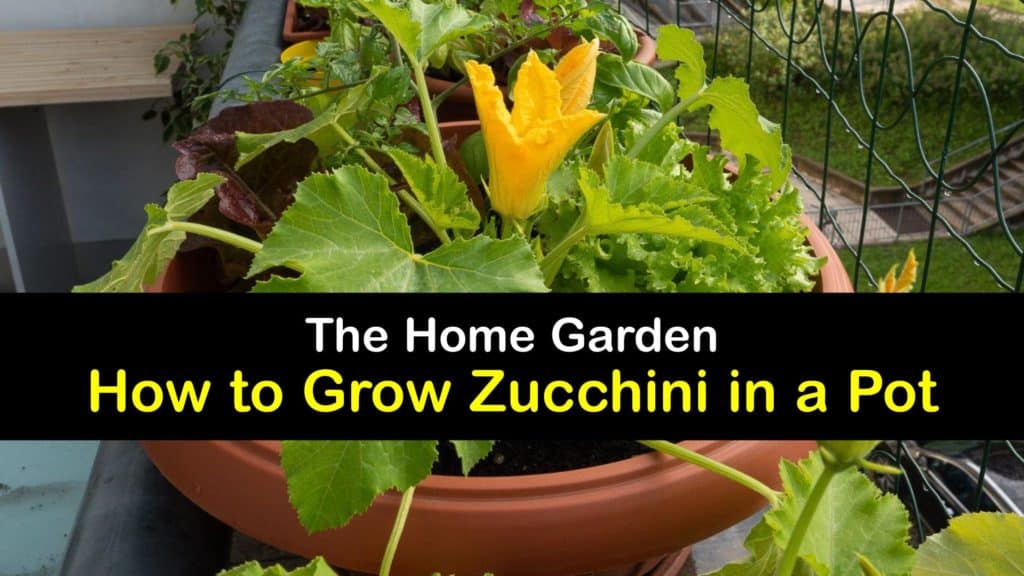 How to Grow Zucchini in a Pot titleimg1