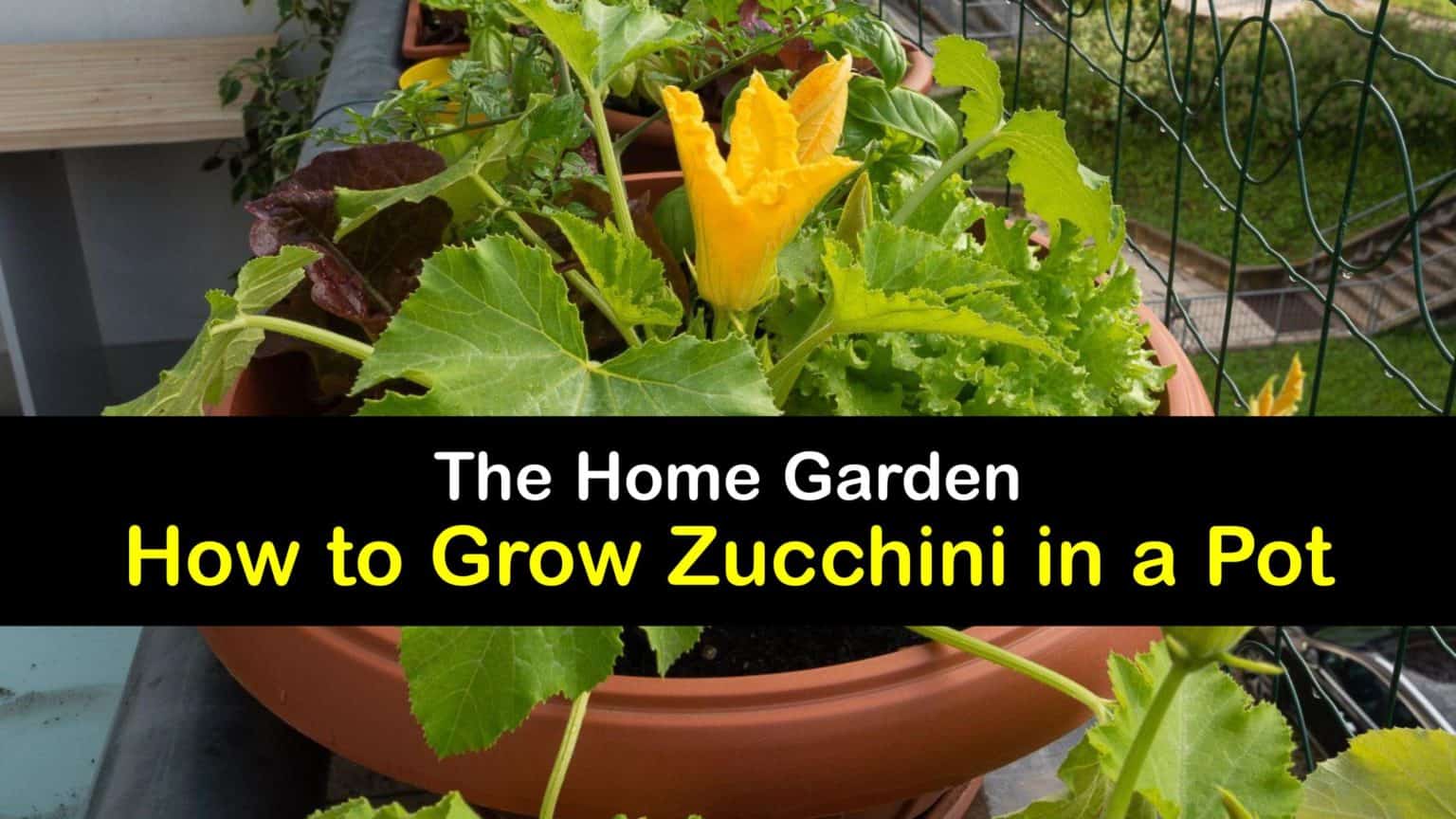 Potted Zucchini Care StepbyStep Guide for Planting Zucchini in a Pot