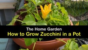 How to Grow Zucchini in a Pot titleimg1