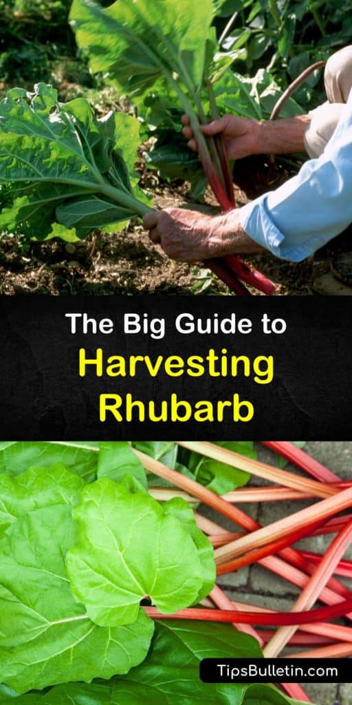 Learn how to grow rhubarb plants at home, and harvest fresh rhubarb stalks year after year. This perennial vegetable has rhubarb leaves and flower stalks that are unsafe to eat, but the leaf stalks are edible and easy to harvest with a sharp knife. #howto #rhubarb #harvest #growing