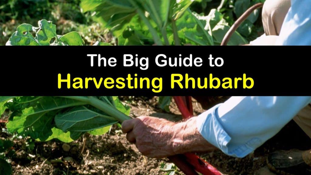 How to Harvest Rhubarb - Tips Bulletin