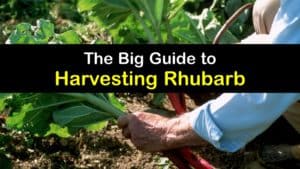 How to Harvest Rhubarb titleimg1