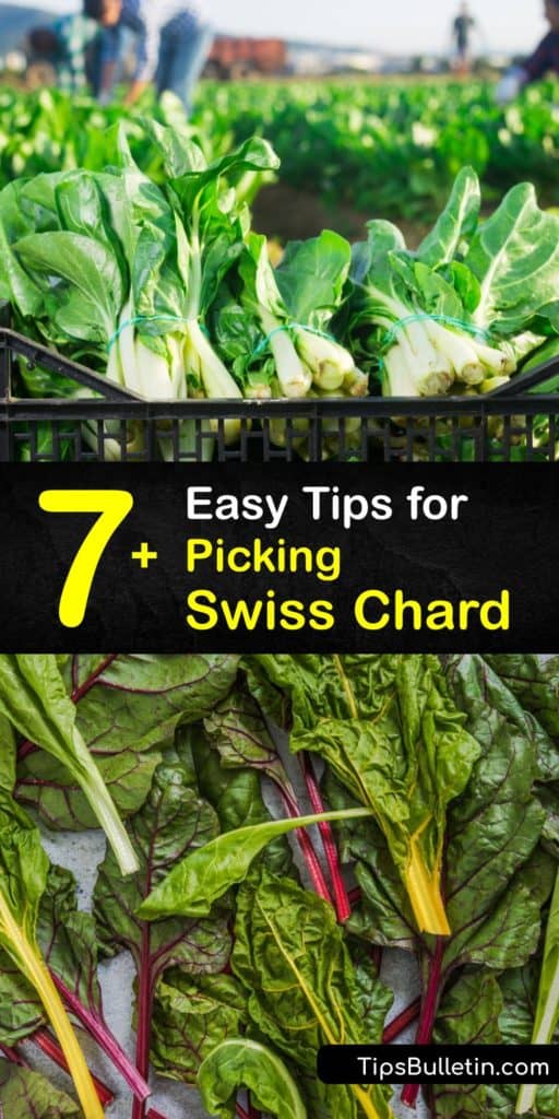 Discover how to grow and care for Swiss chard including the proper growing season and dealing with pests like aphids. Learn how to prevent your plants from bolting and the adequate spacing for growing companion plants. #swiss #chard #growing #harvest