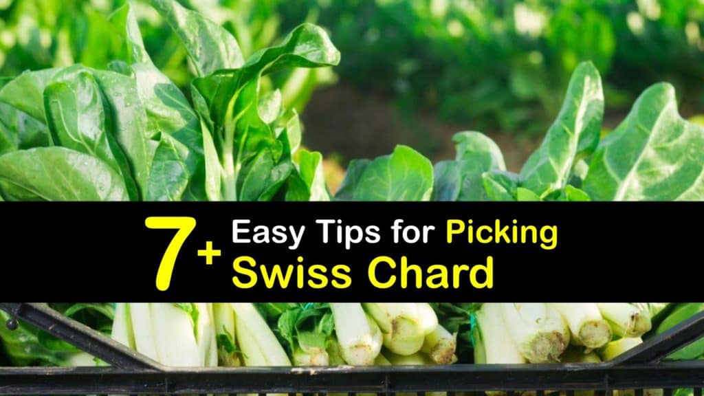 How to Harvest Swiss Chard titleimg1