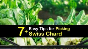 How to Harvest Swiss Chard titleimg1