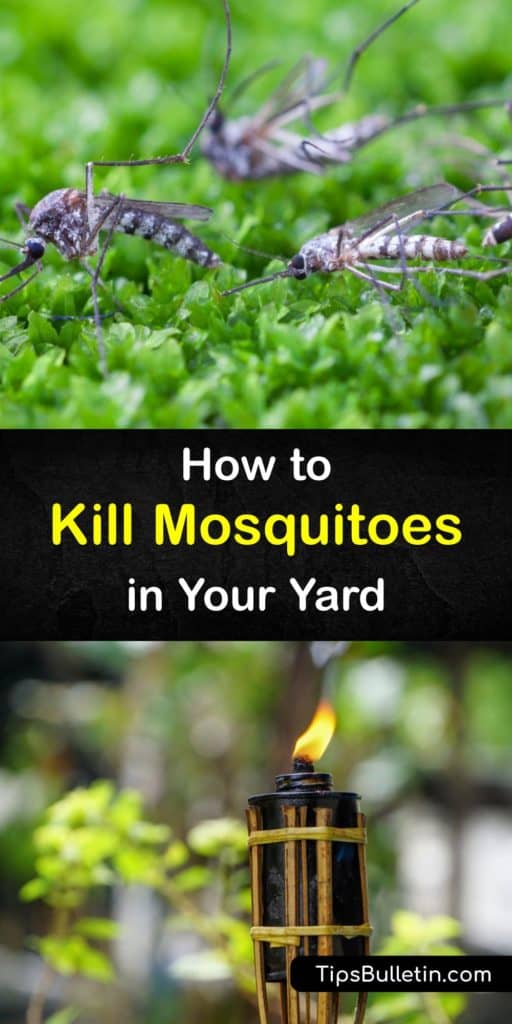 Discover the best ways of killing and repelling mosquitoes. Make a mosquito control yard spray with neem oil or soapy water, or create an easy DIY mosquito trap. Many essential oils that repel mosquitoes also soothe an itchy mosquito bite. #killing #mosquitoes #outdoors