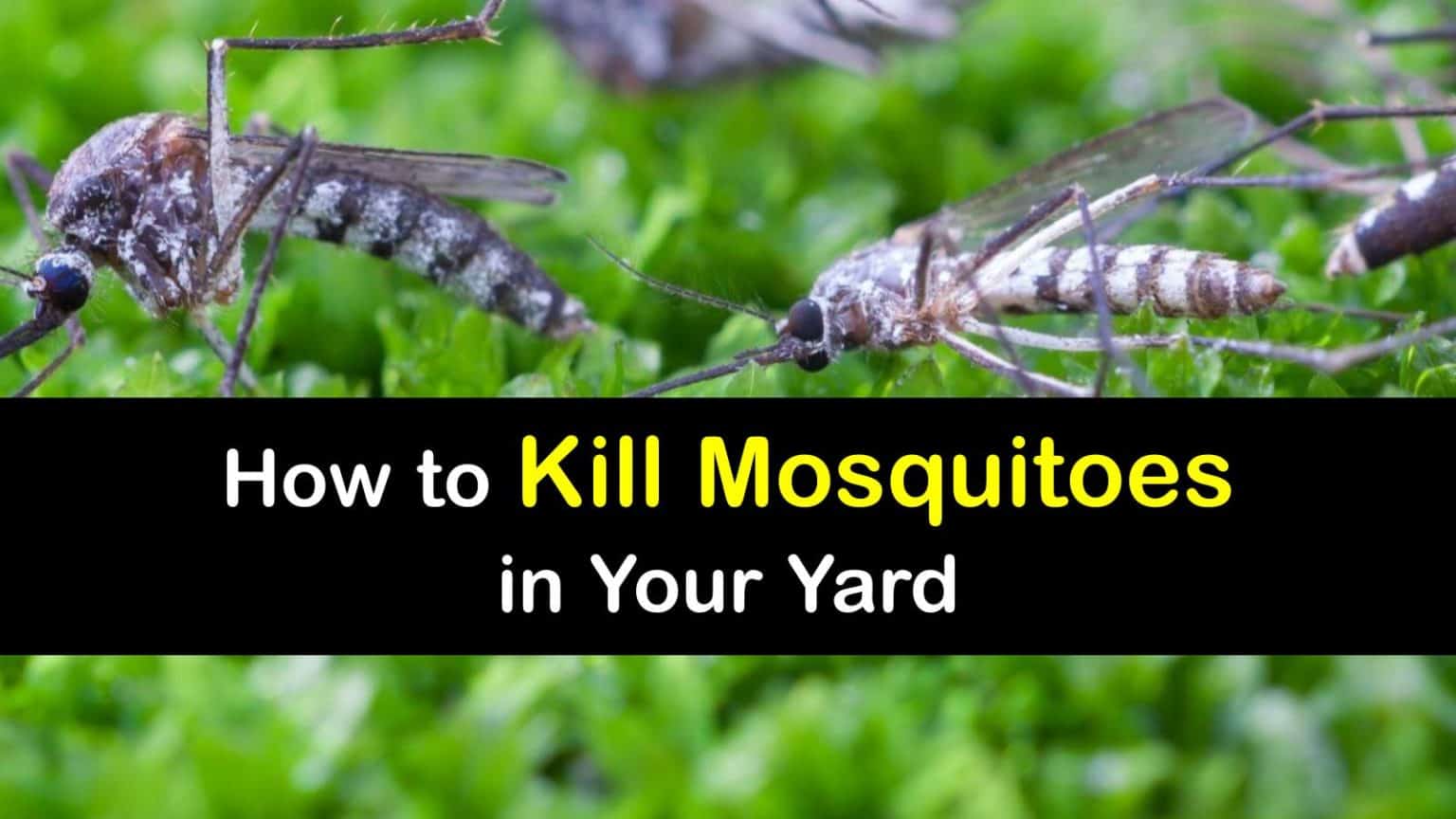 Kill Mosquitoes Outside Awesome Tricks to Control Mosquitoes Outdoors