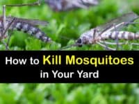 How to Kill Mosquitoes Outside titleimg1