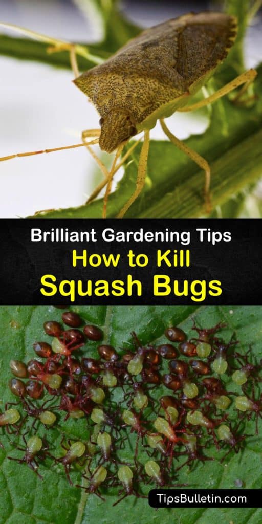 Discover how to eliminate and prevent squash bugs on your squash plant and cucurbit plant. An adult squash bug (Anasa tristis) looks similar to stink bugs but smaller and is relatively easy to kill with Neem oil, diatomaceous earth, and other natural solutions. #howto #squash #bugs #remove