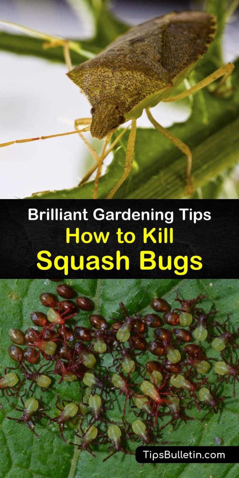Squash Bug Control StepbyStep Guide for Killing Squash Bugs