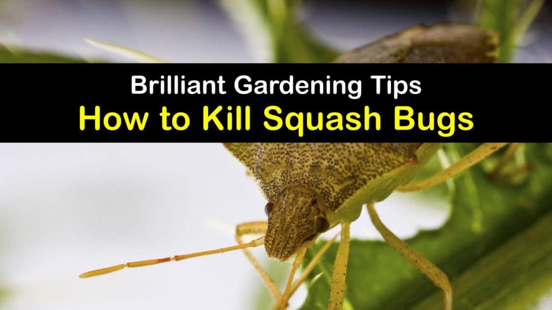 Squash Bug Control StepbyStep Guide for Killing Squash Bugs