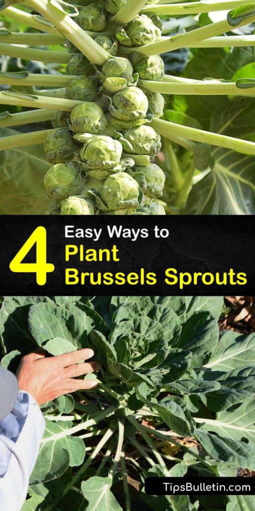 Discover how to plant Brussels sprouts in a home garden and enjoy fresh veggies at the end of the growing season. Brussels sprout plants (Brassica oleracea) are part of the cabbage family, and they grow best during cool weather. #planting #brussels #sprouts #growing