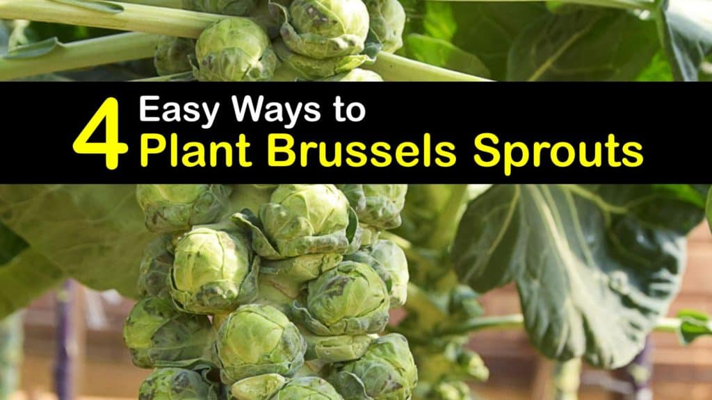 How to Plant Brussels Sprouts