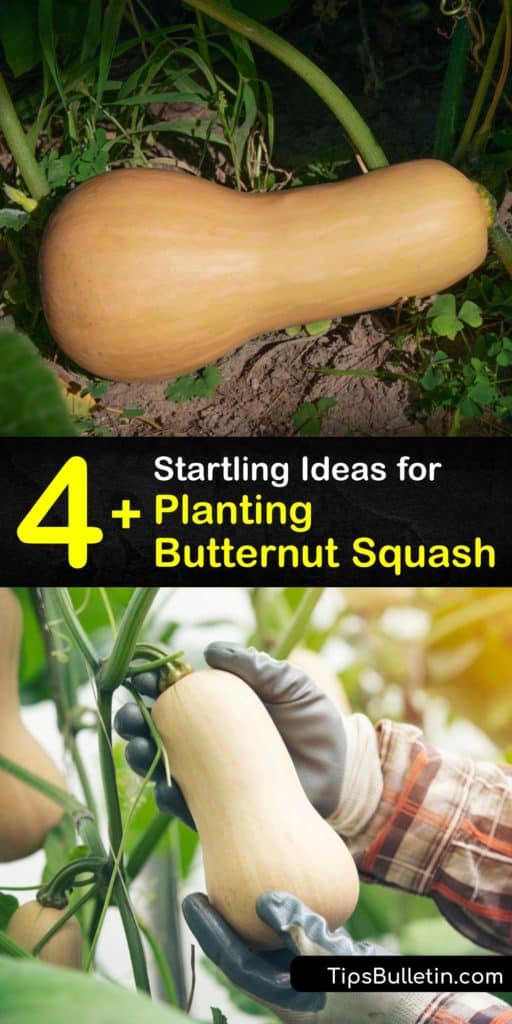 Keep your garden active well after the usual growing season when you plant varieties of butternut, acorn, and other winter and summer squash. Use this guide on transplanting, the danger of frost, how to mulch to keep soil moist and prevent powdery mildew. #planting #butternut #squash