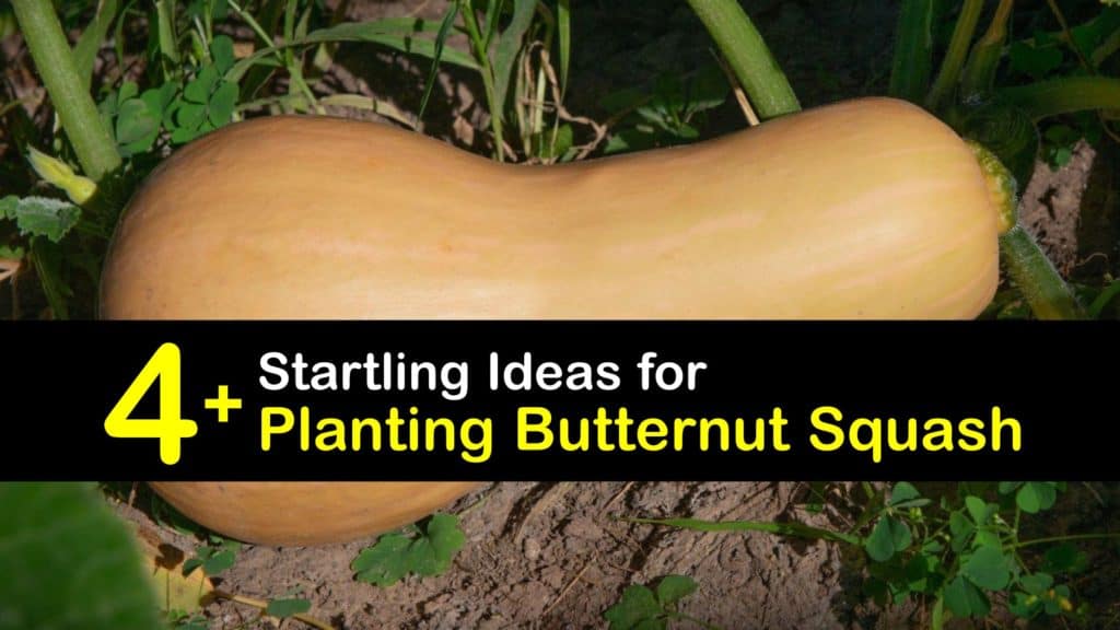 How to Plant Butternut Squash titleimg1