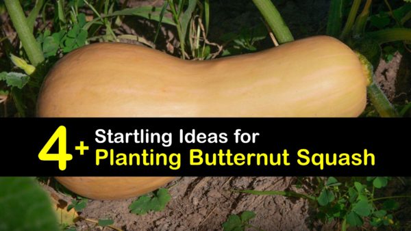 Butternut Squash Planting - Quick Guide for Growing Butternut Squash