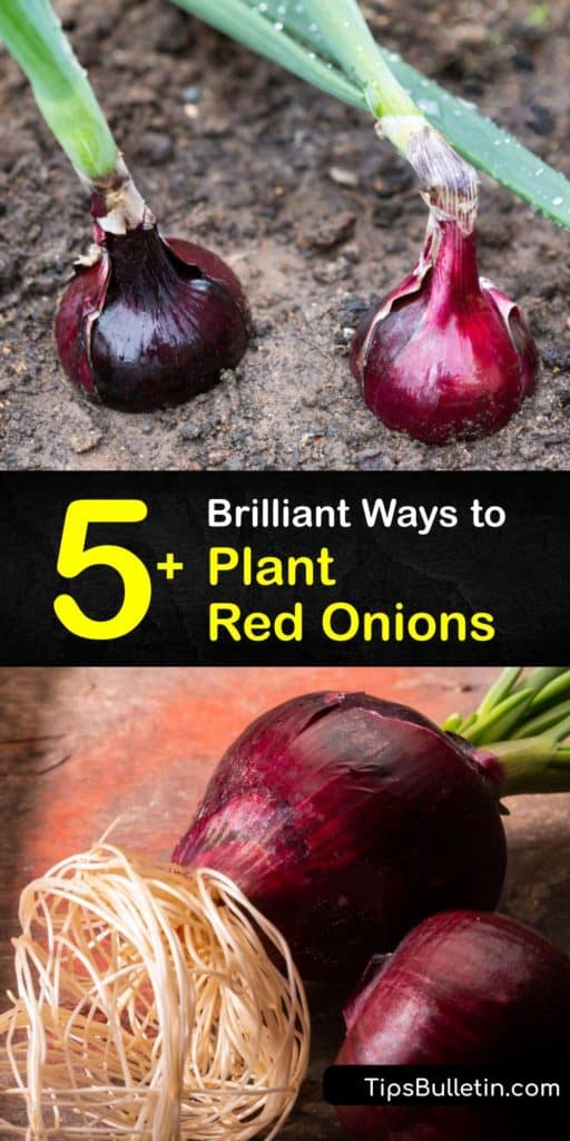Grow red onion sets to maturity after understanding the difference between short-day and long-day onions. This guide is full of tips like planting in the full sun in the early spring, using mulch to keep the soil warm, and storing your harvest in a dry place. #planting #red #onions