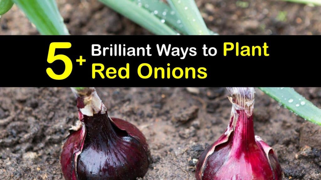 How to Plant Red Onions