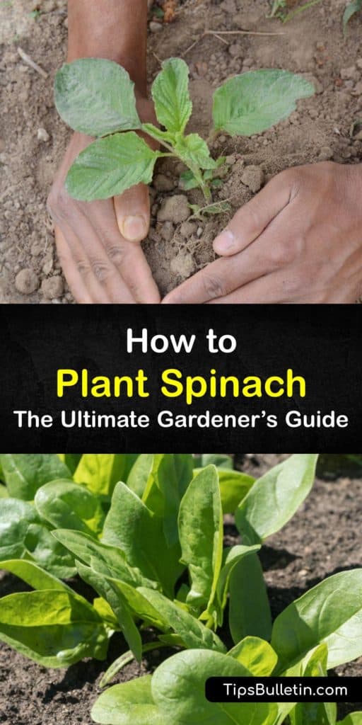 Discover how to plant spinach in early spring or late summer using row covers or a cold frame to encourage germination. Spinach is a great addition to the garden and very easy to grow, but it loves growing during cool weather. Mulch prevents weed growth. #planting #spinach #growing
