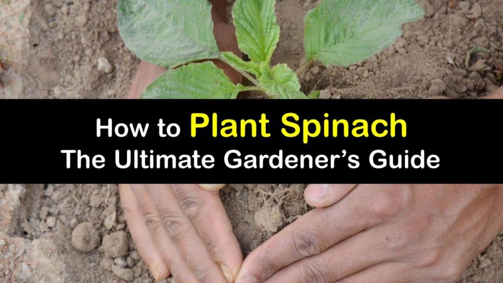 How to Plant Spinach titleimg1