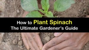 How to Plant Spinach titleimg1