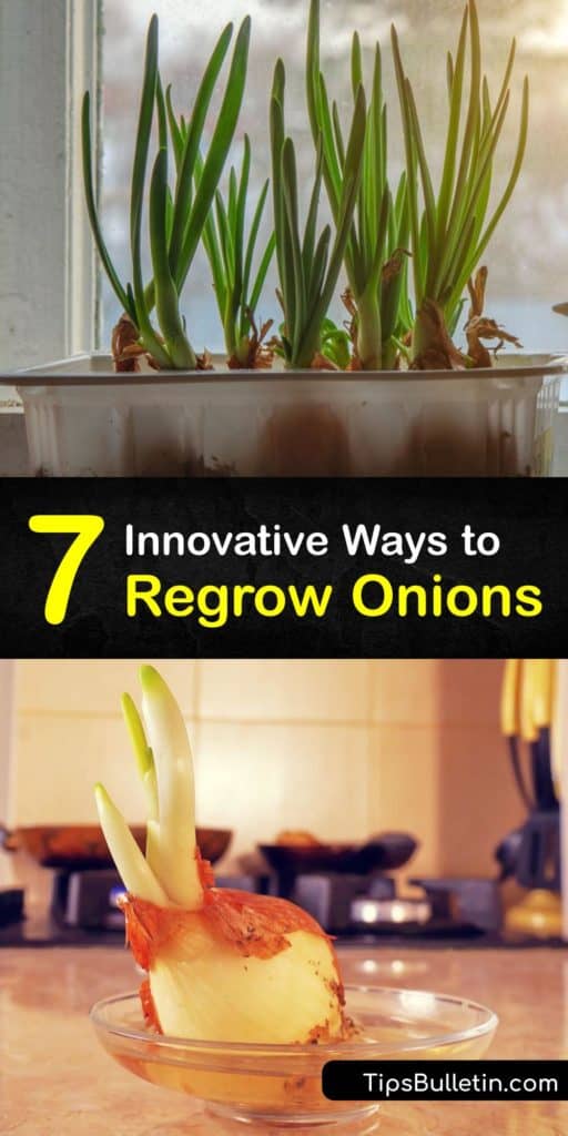 Find step-by-step methods for how to grow onions using onion bulbs. Using onion scraps and the roots of scallions, find out how to start regrowing veggies by leaving them on your windowsill with a bit of water. #onions #regrow #bulbs