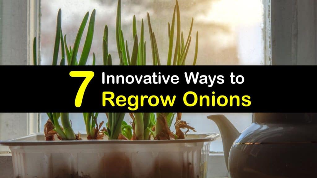 How to Regrow Onions titleimg1